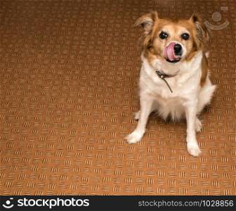 Brown cute dog likking with tongue on a brown floor, space for text pet. Brown cute dog likking with tongue on a brown floor, space for text