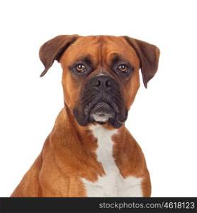 Brown dog bulldog isolated on white background