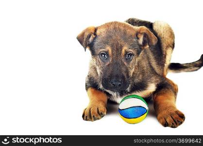 brown dog is lying with ball