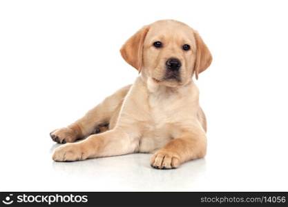 Brown Dog Isolated on a White Background