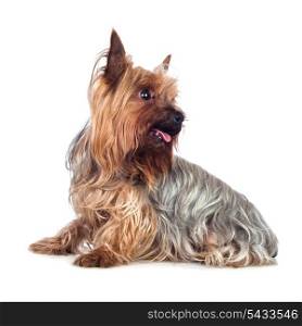 Brown Dog Isolated on a White Background