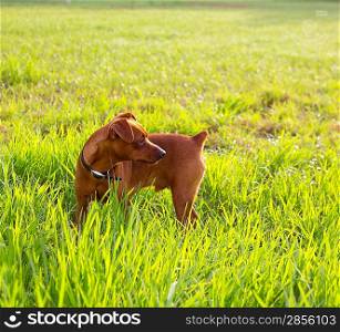 brown Dog mini pinscher in a green meadow outdoor