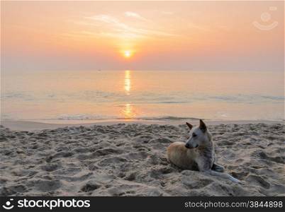 Brown dog on the beach at sunrise