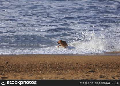Brown dog playing in ocean wave splashes&#xA;