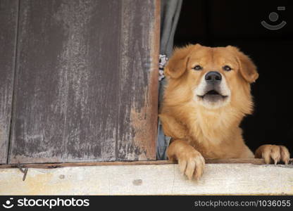 Brown dog sitting on the windowsill and looks at the outside the old window