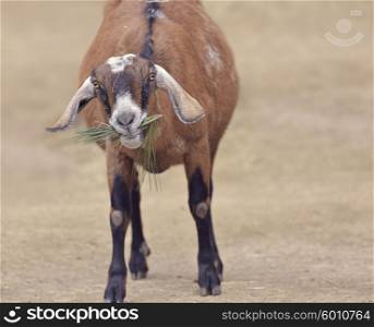 Brown Domestic Goat Eating a Plant