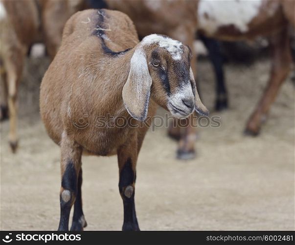 Brown Domestic Goat in a Farm
