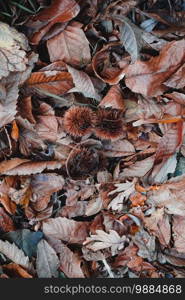 brown dry leaves in autumn season, autumn colors