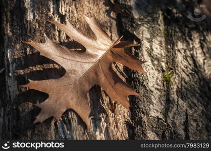 Brown dry oak leaf on oak tree bark closeup as background