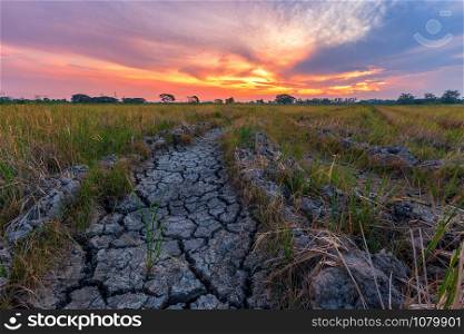 Brown dry soil or cracked ground texture with green cornfield with sunset sky background.