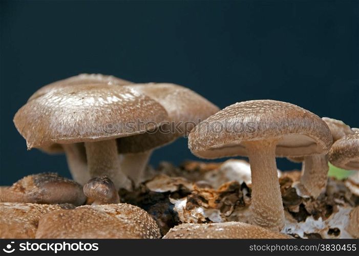 brown eatable fungus mushroom lentinula