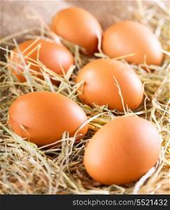 brown eggs in hay nest
