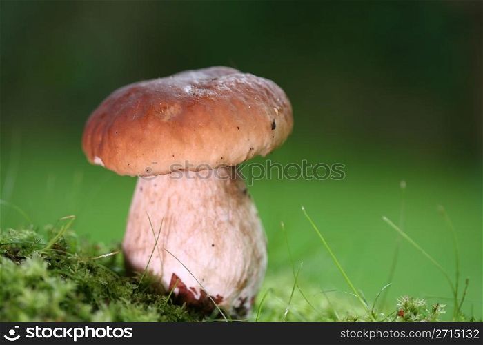brown enlighted mushroom close up with green backgroung