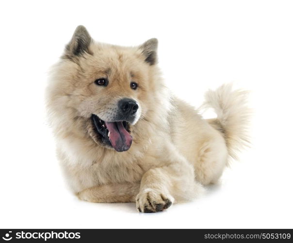 brown eurasier in front of white background