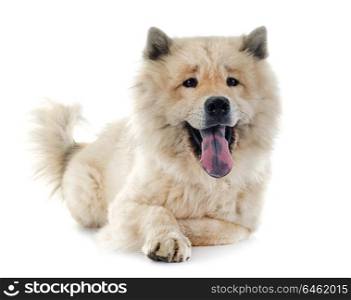 brown eurasier in front of white background