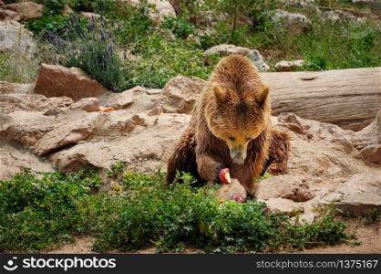 Brown european bear sitting at ground and eating an apple. Brown bear eating apple