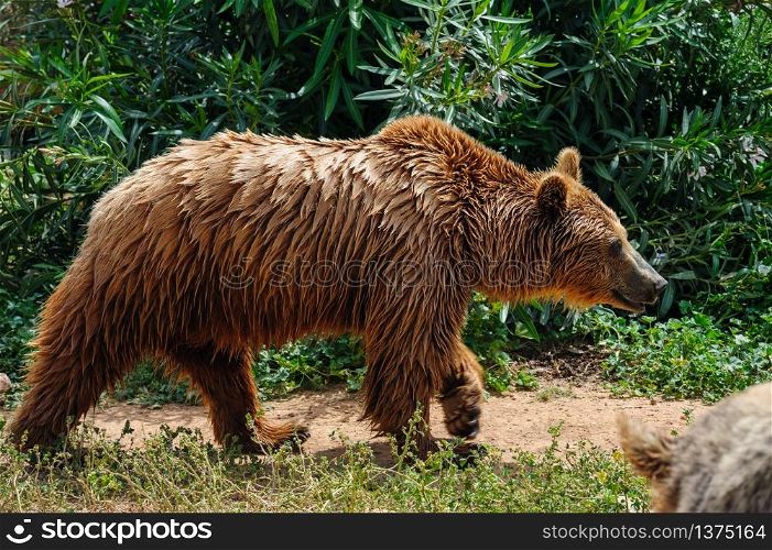 Brown european bear with wet fur in walking at ground. Brown bear walking