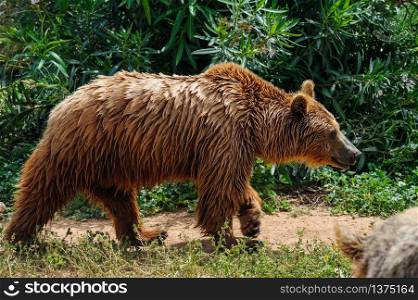 Brown european bear with wet fur in walking at ground. Brown bear walking