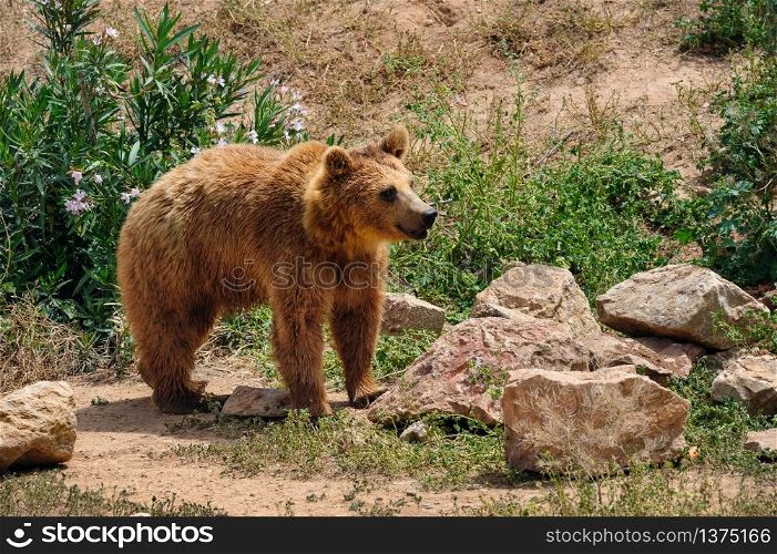 Brown european bear with wet fur in zoo standing at ground. Brown bear in zoo