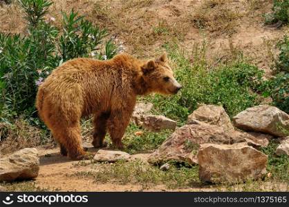 Brown european bear with wet fur standing at ground. Brown bear walking