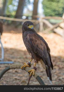 Brown Falcon: the fastest animals in the world.. Brown Falcon: the fastest animals in the world