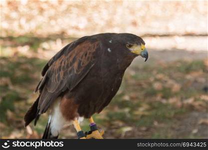 Brown Falcon: the fastest animals in the world.. Brown Falcon: the fastest animals in the world