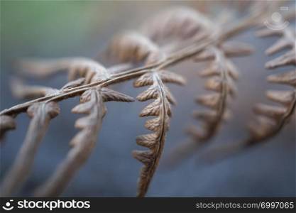 brown fern plant leaves in the garden