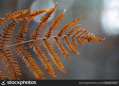 brown fern plant leaves in the garden