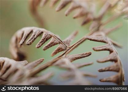 brown fern plant leaves texture