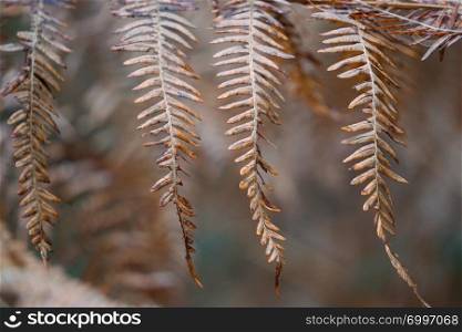 brown fern plant leaves texture