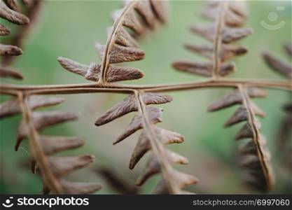 brown fern plant leaves texture in the nature