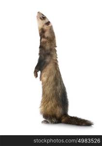 brown ferret in front of white background