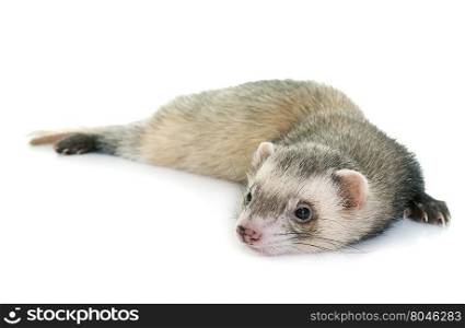 brown ferret in front of white background