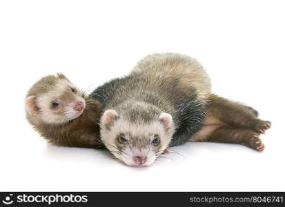 brown ferrets in front of white background