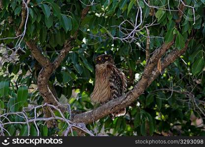 Brown fish owl resting on a tree, Corbett NP, India