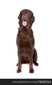 Brown Flatcoated retriever dog. Front view of brown Flatcoated retriever dog looking at camera, isolated on a white background.