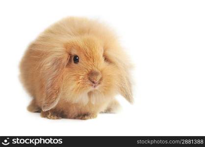 brown fluffy rabbit sits in box for gift