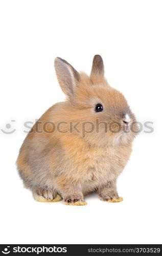 brown fluffy rabbit sits isolated