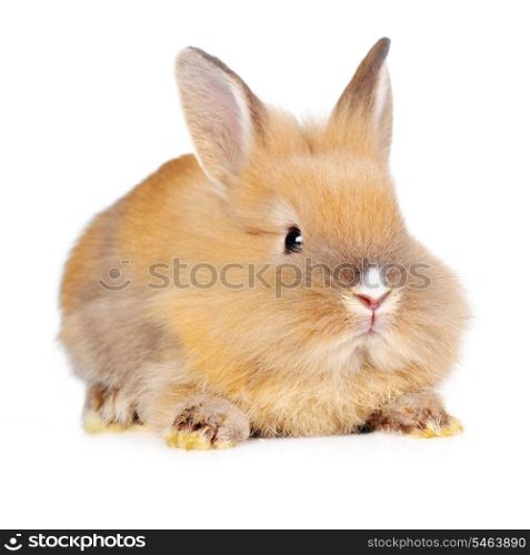 brown fluffy rabbit sits isolated
