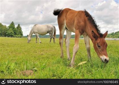 brown foal grazing grass with mare background in a meadow