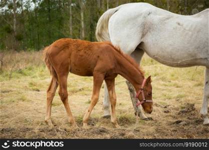 Brown foal with white mother in the pasture, horses on the meadow