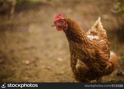 brown free range hen farm