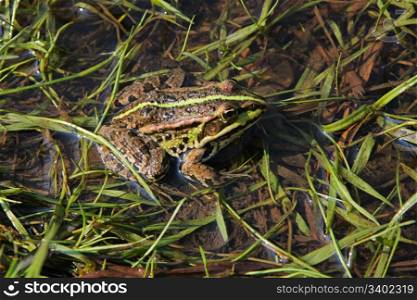 Brown frog relaxing in river on summer day.