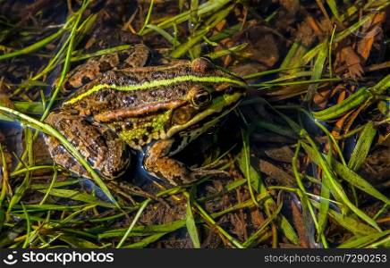 Brown frog relaxing in river on summer day. Frog is amphibian with short squat body, moist smooth skin, and very long hind legs. Frog in river in summer season. 