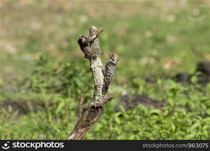Brown fronted woodpecker, Dendrocoptes auriceps, Sattal, Nainital, Uttarakhand, India.