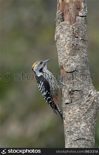 Brown fronted woodpecker, Dendrocoptes auriceps, Sattal, Nainital, Uttarakhand, India