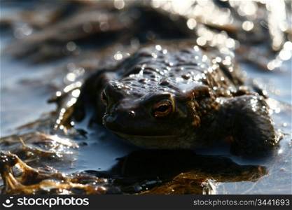 brown funny toad in water