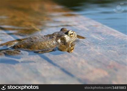 brown funny toad in water