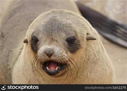 Brown Fur Seal (Arctocephalus pusillus) on Cape Cross, Namibia, Africa