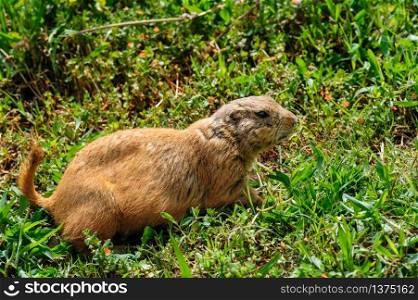 Brown furry gopher or marmot at green meadow. Gopher at green meadow